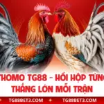 Đá Gà Thomo TG88 - Hồi Hộp Từng Giây, Thắng Lớn Mỗi Trận